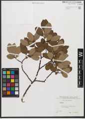 Foto von Salix L.